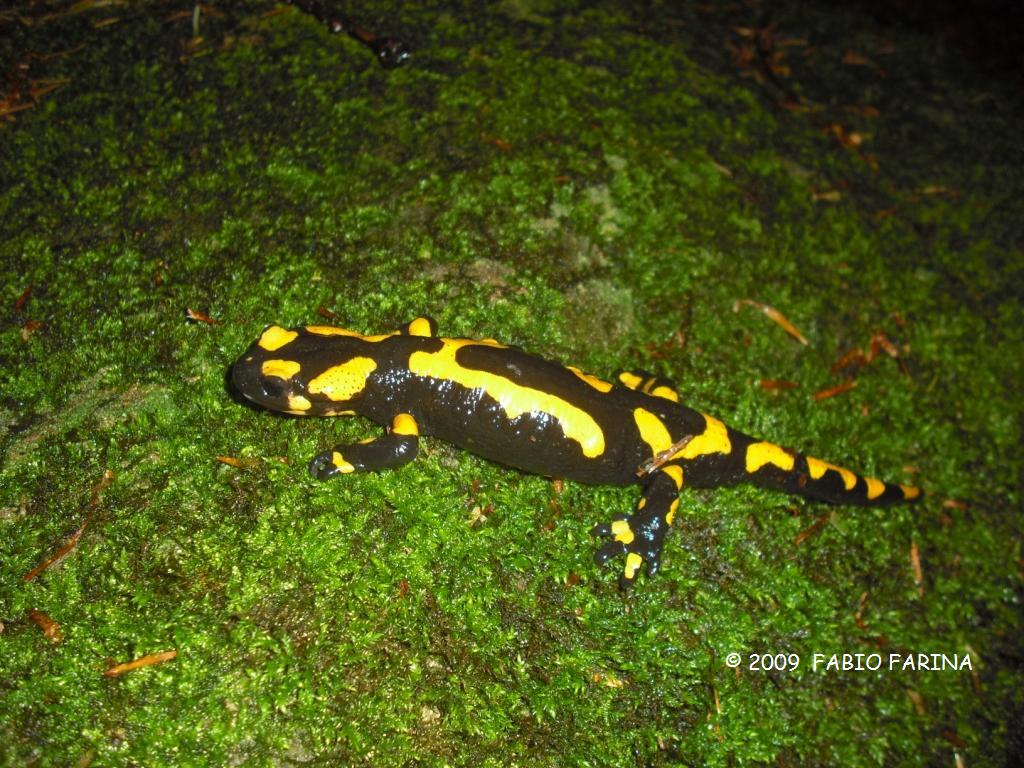 Salamandra pezzata - Salamandra salamandra gigliolii